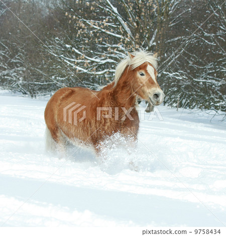 Beautiful haflinger with long mane running in the snow 9758434