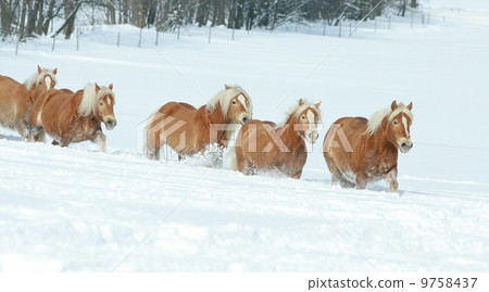 Batch of haflingers together in winter 9758437