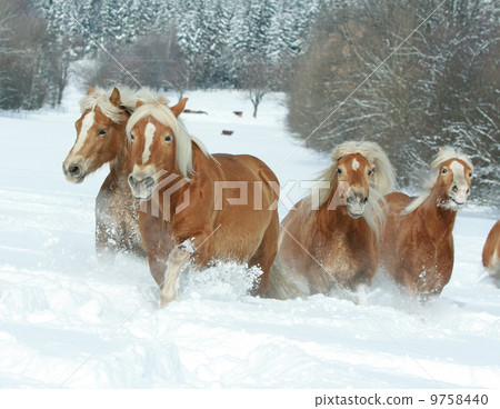 Batch of haflingers together in winter Batch of haflingers together in winter 9758440