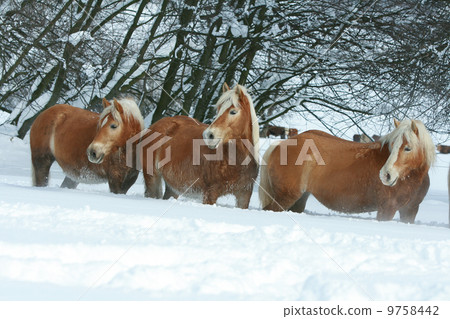 Batch of haflingers together in winter Batch of haflingers together in winter 9758442