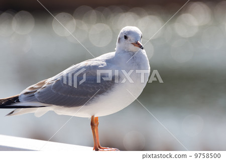 Ulyskoma winter bird 9758500