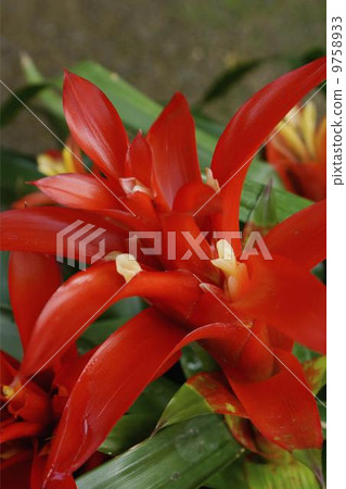 Guzmania 9758933