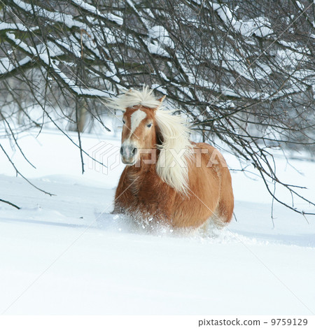 Haflinger with long mane running in the snow 9759129