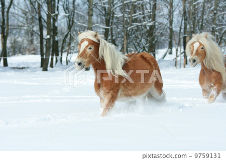 Two beautiful haflingers with long mane moving together in a lot 9759131