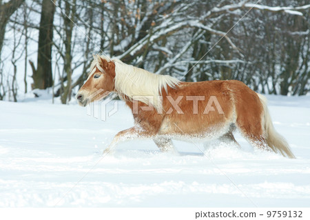Haflinger with long mane running in the snow 9759132
