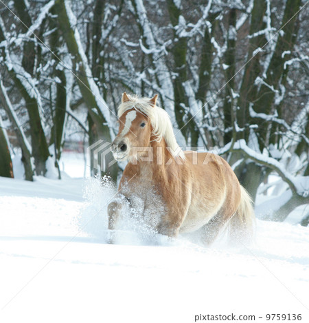 Haflinger with long mane running in the snow 9759136