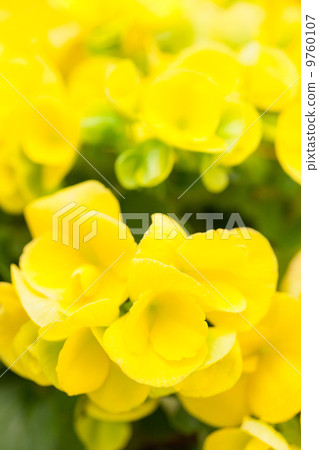 Elatiol Begonia 9760107