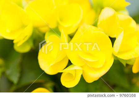 Elatiol Begonia 9760108