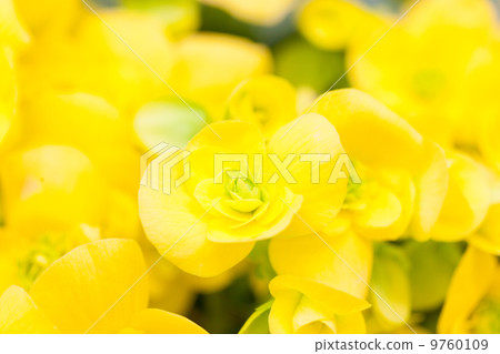 Elatiol Begonia 9760109