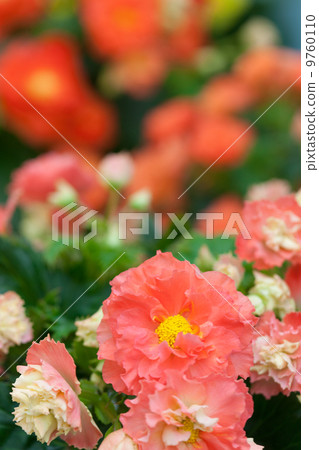 Elatiol Begonia 9760110