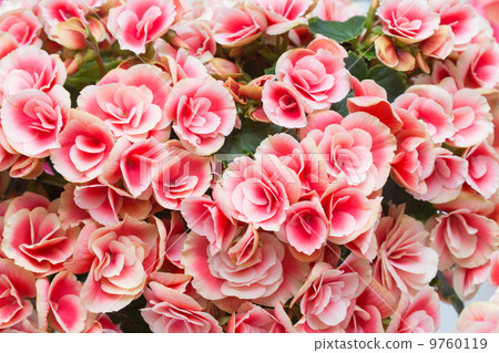 Elatiol Begonia 9760119