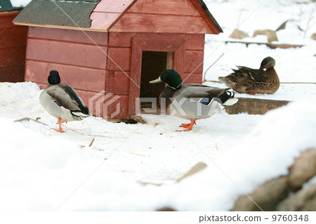 Some ducks with little building in winter 9760348