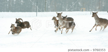 Herd of deer together in winter Herd of deer together in winter 9760353