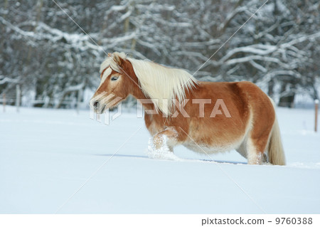 Amazing haflinger running in the snow 9760388