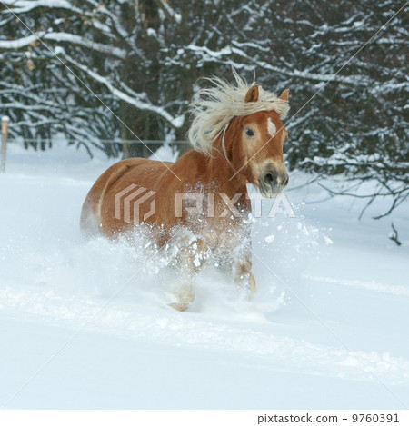 Beautiful haflinger with long mane running in the snow 9760391