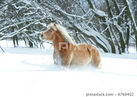 Haflinger with long mane running in the snow 9760402