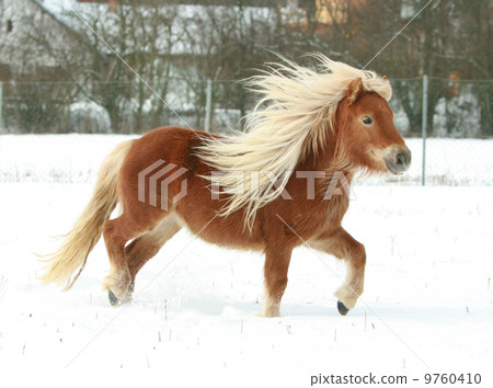Gorgeous shetland pony with long mane in winter 9760410