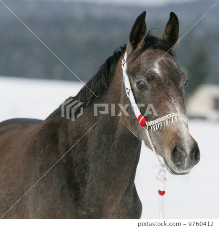 Nice arabian horse with beautiful show halter 9760412