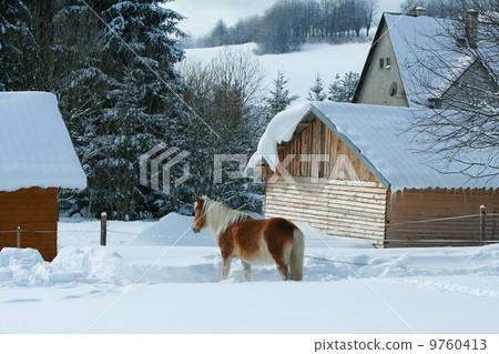 Horse looking on stable in winter 9760413