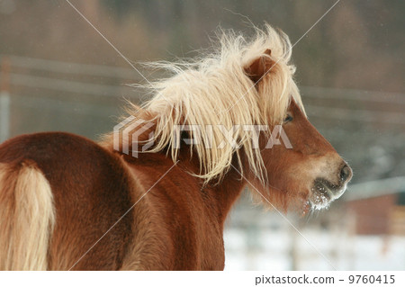 Beautiful chestnut pony with long mane in winter Beautiful chestnut pony with long mane in winter 9760415
