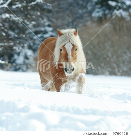 Nice haflinger with long mane running in the snow Nice haflinger with long mane running in the snow 9760416