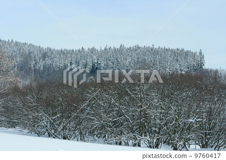 Nice mountain forest in winter 9760417