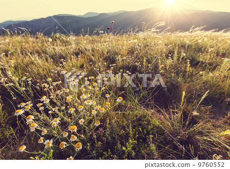 Summer meadow Summer meadow 9760552