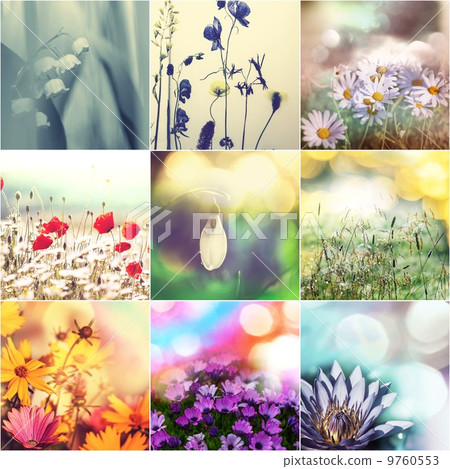Flowers collage 9760553