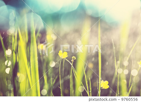 Wet grass Wet grass 9760556