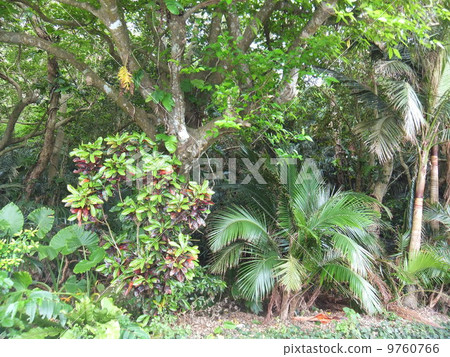 Entrance of the Yoneyama palm community 9760766