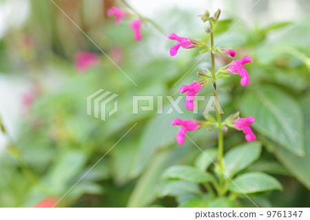 Salvia Chia Pensius Flower 9761347