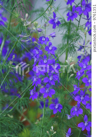 It is called hazen grass Hen zakko grass. It is called hazen grass Hen zakko grass. 9761351