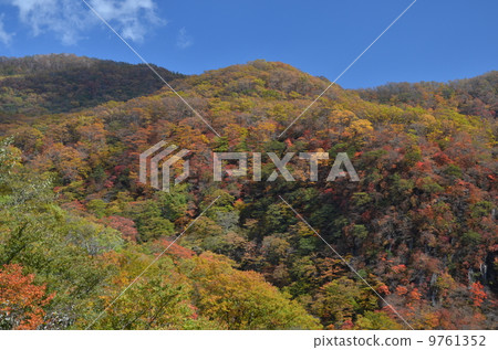 Autumn leaves 9761352