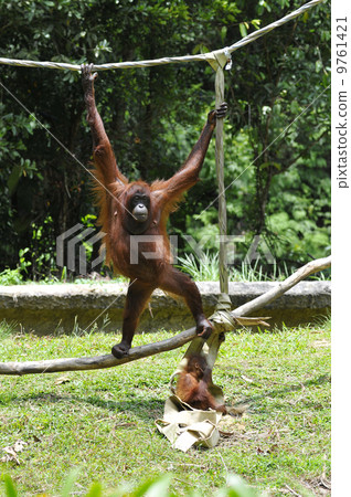 Orautan（馬來西亞，哥打京那巴魯） 9761421