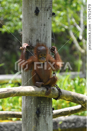 Orautan（馬來西亞，哥打京那巴魯） 9761479