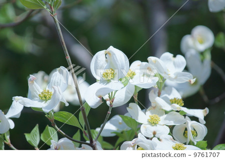 白花樹花是中間的一粒。 白花樹花是中間的一粒。 9761707