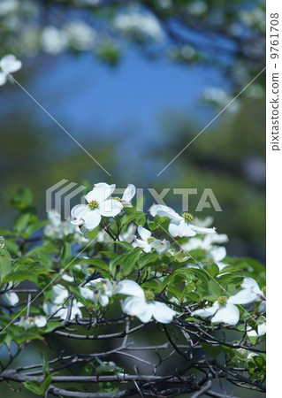 白花樹花是中間的一粒。 白花樹花是中間的一粒。 9761708