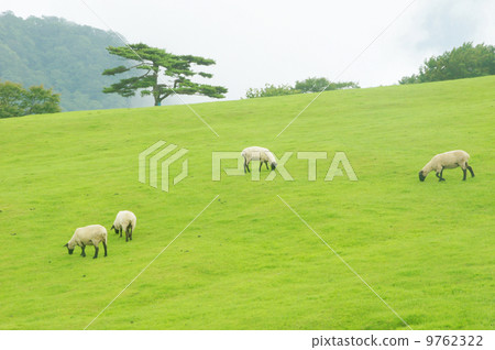 Sheep on the ranch 9762322