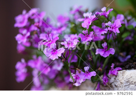 One of the first spring flowers has blossomed One of the first spring flowers has blossomed 9762591
