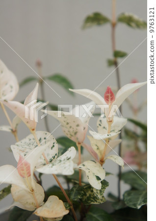 Goshiki Goshiki 9763121