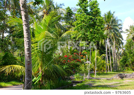 Bali walking path Bali walking path 9763605