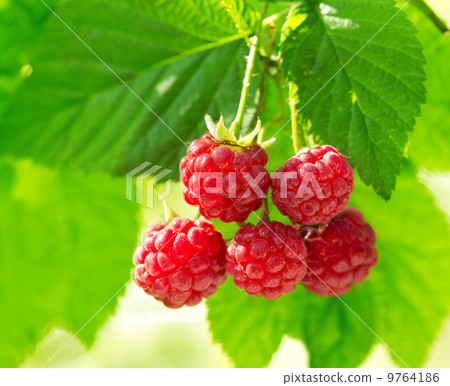 ripe raspberry 9764186