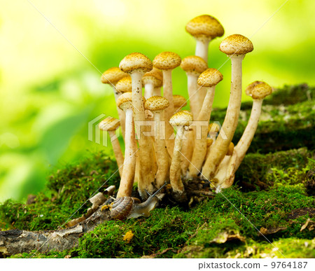 mushrooms honey agaric mushrooms honey agaric 9764187