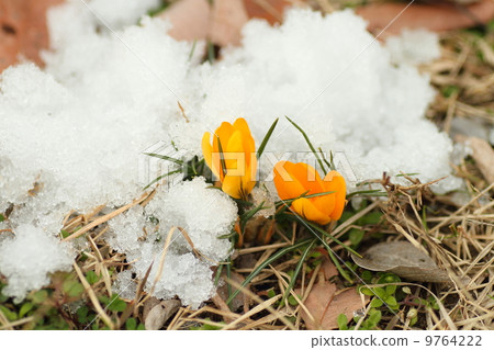 Crocus flower Crocus flower 9764222