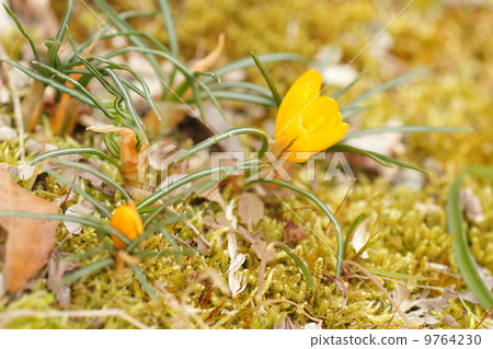Crocus flower 9764230