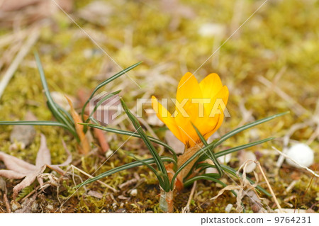 Crocus flower Crocus flower 9764231