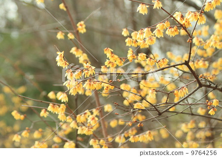 Lobai flower Lobai flower 9764256