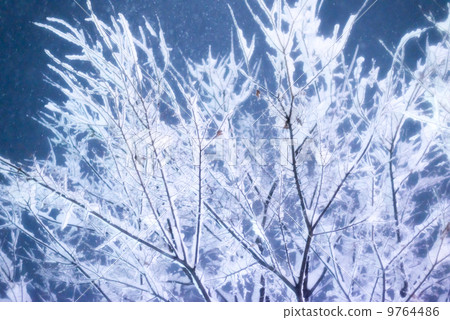 雪堆的樹枝 9764486