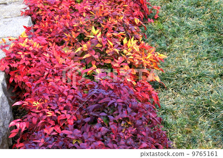 Otafukunanten (autumn leaves) 9765161