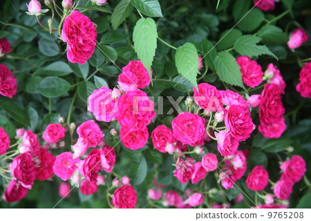 rose rose 9765208